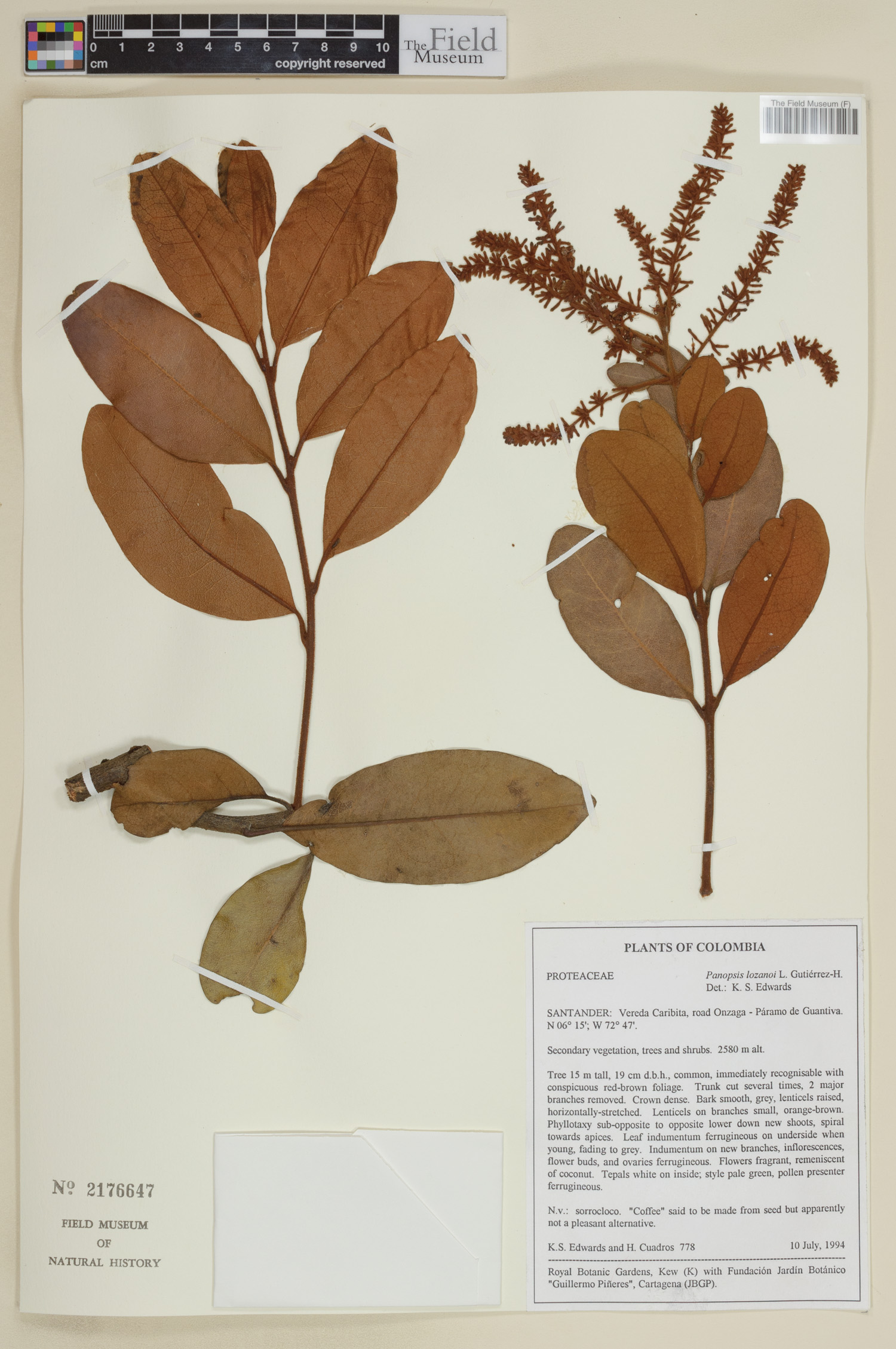 Panopsis lozanoi