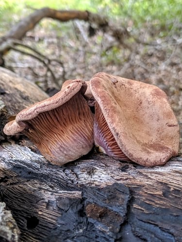 Panus conchatus — photo
