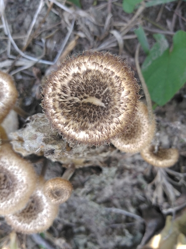Panus crinitus — photo