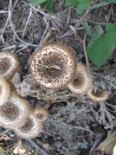 Panus crinitus — photo
