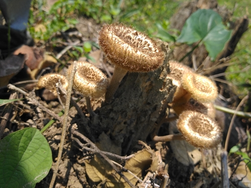 Panus crinitus