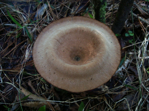 Panus fulvus — photo