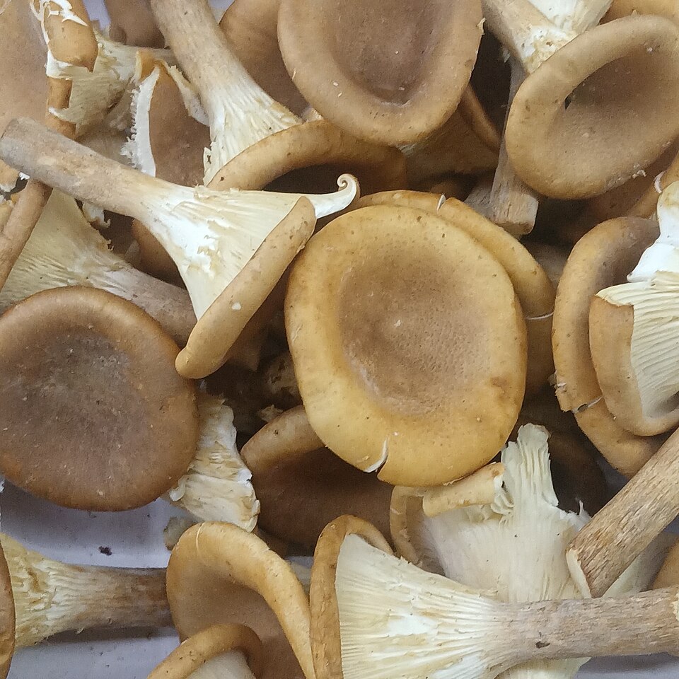 Panus giganteus