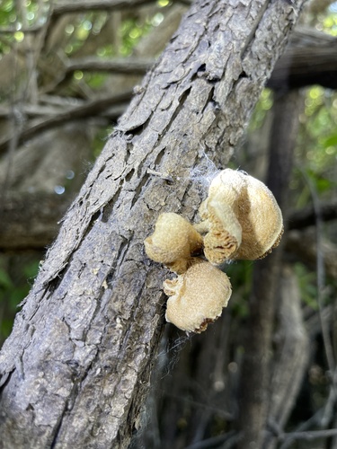 Panus tigrinus — photo