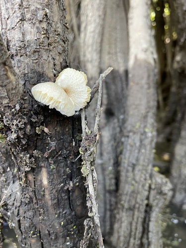 Panus tigrinus — photo
