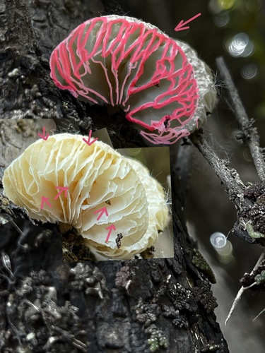 Panus tigrinus