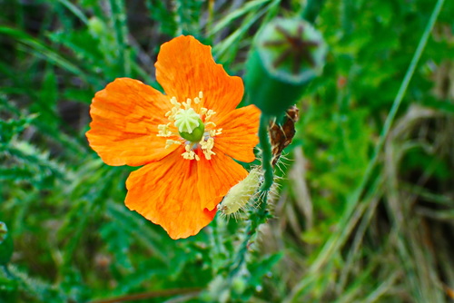 Papaver aculeatum (Orange poppy) — photo