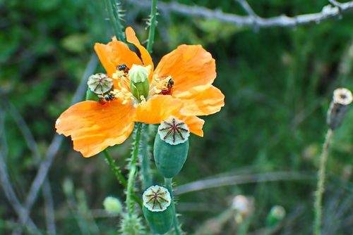 Papaver aculeatum (Orange poppy) — photo