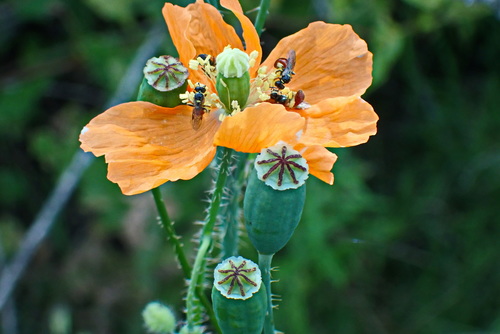 Papaver aculeatum