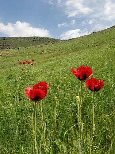 Papaver bracteatum (Iranian poppy) — photo