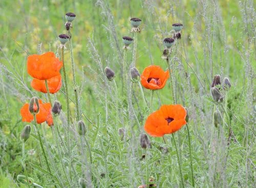 Papaver bracteatum (Iranian poppy) — photo