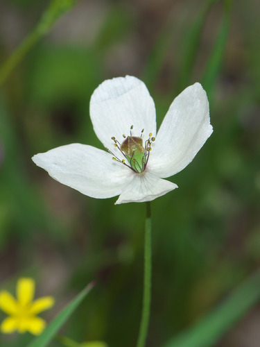 Papaver dubium (Long-headed poppy) — photo