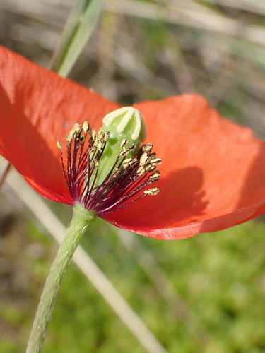 Papaver dubium (Long-headed poppy) — photo