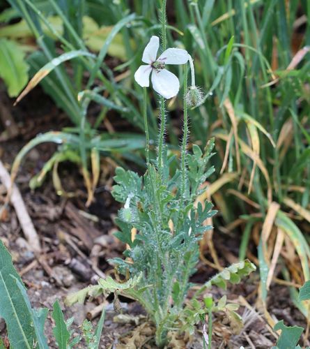 Papaver dubium