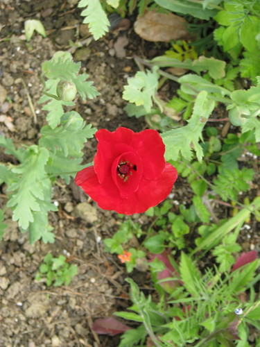 Papaver glaucum — photo