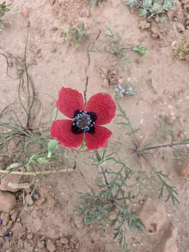 Papaver hybridum (Rough poppy) — photo