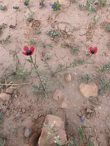 Papaver hybridum (Rough poppy) — photo