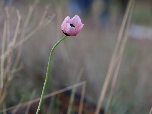Papaver hybridum