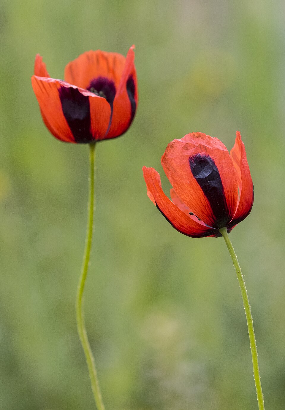 Papaver lacerum