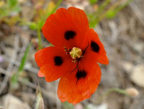 Papaver laevigatum — photo
