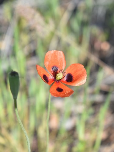 Papaver laevigatum