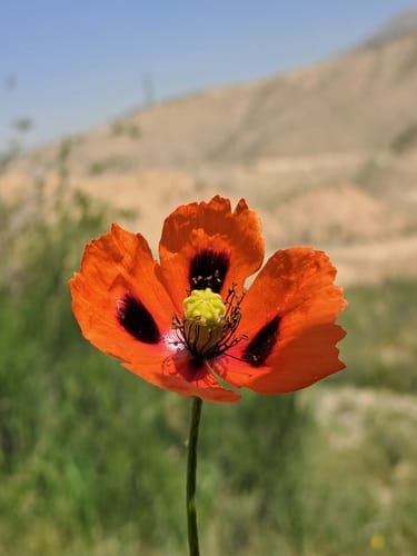 Papaver laevigatum — photo