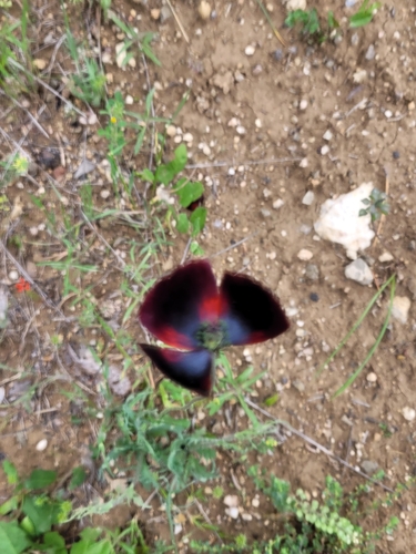 Papaver macrostomum — photo