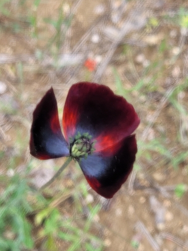 Papaver macrostomum — photo