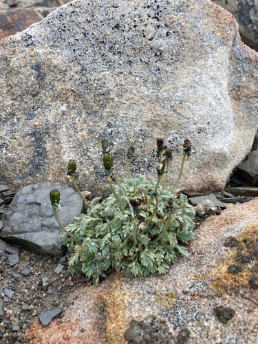 Papaver nudicaule (Arctic poppy) — photo