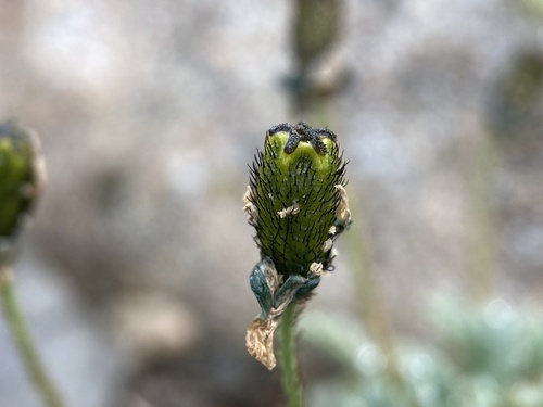 Papaver nudicaule (Arctic poppy) — photo