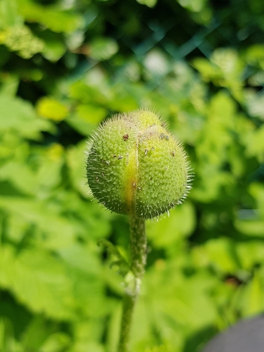 Papaver orientale (Oriental poppy) — photo