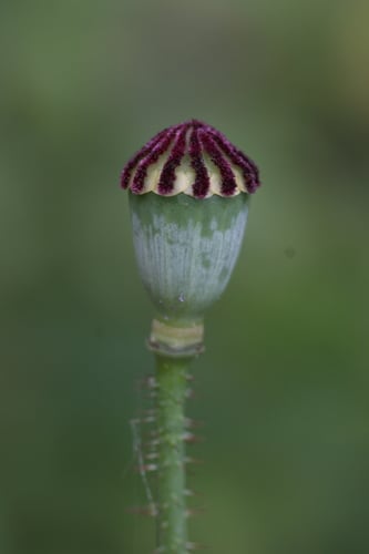 Papaver orientale