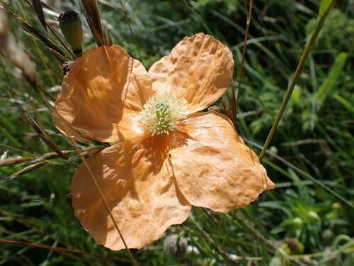 Papaver pilosum subsp. strictum (Turkish spire poppy) — photo
