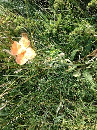 Papaver pilosum subsp. strictum (Turkish spire poppy) — photo