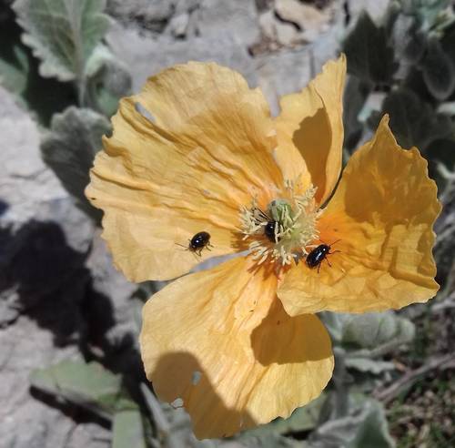 Papaver pilosum subsp. strictum
