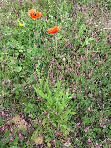 Papaver pinnatifidum — photo