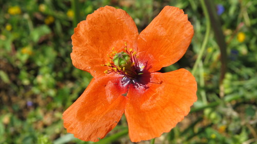 Papaver pinnatifidum