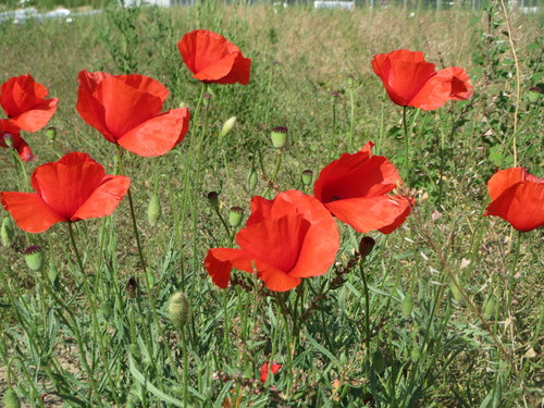 Papaver rhoeas (Shirley Poppies) — photo