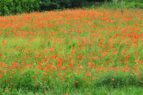 Papaver rhoeas (Shirley Poppies) — photo