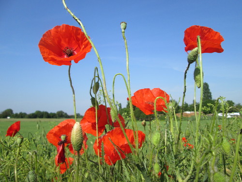 Papaver rhoeas