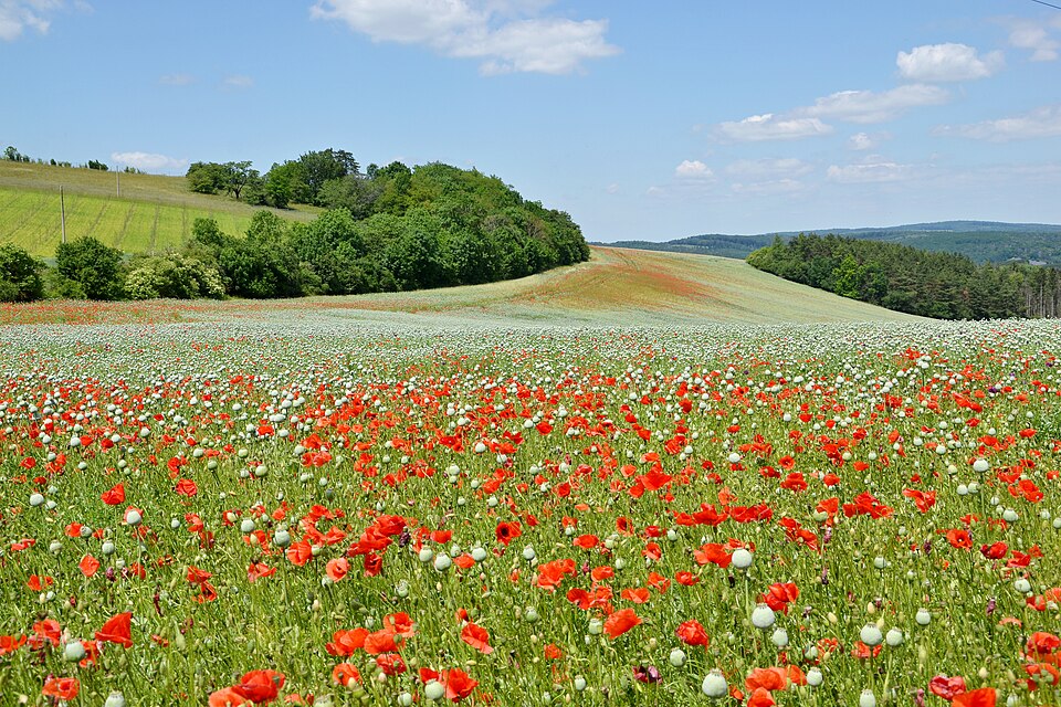 Papaver rhopalothece — photo