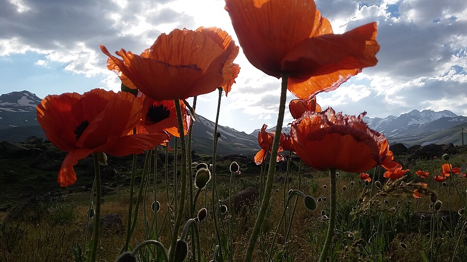 Papaver rhopalothece — photo