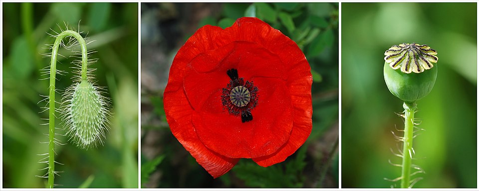 Papaver rhopalothece