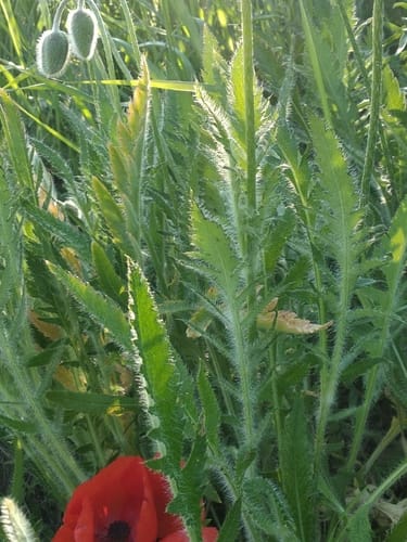 Papaver setiferum — photo