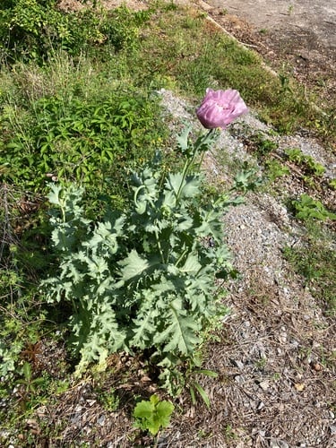 Papaver somniferum (Opium poppy) — photo