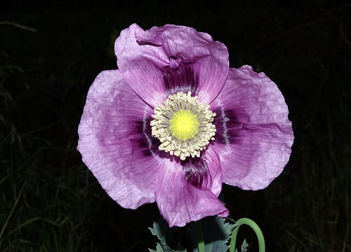 Papaver somniferum (Opium poppy) — photo