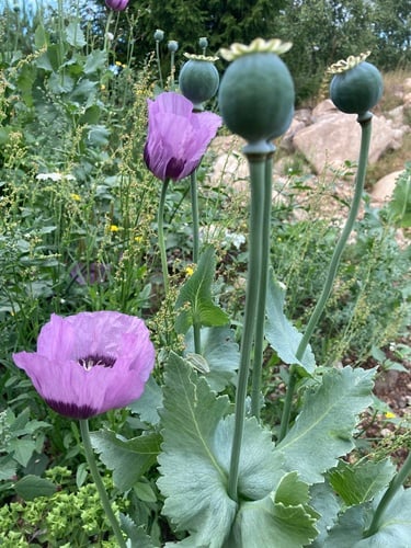 Papaver somniferum