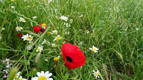 Papaver syriacum — photo