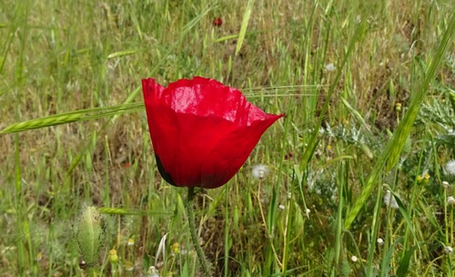 Papaver syriacum