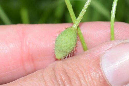 Papaver virchowii — photo